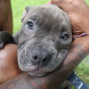 Meet your Posher, Michael